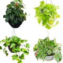 Combo Jiboia manchada, neon, prateada e branca adultas pendentes cuia 21 vaso suspenso Combo Jiboia manchada, neon, prateada e branca adultas pendentes cuia 21 vaso suspenso