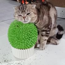 Comedouro de catnip miwoowim com escova para rosto de gato Comedouro de catnip miwoowim com escova para rosto de gato