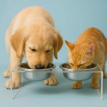 Comedouro Elevado Duplo Para Cachorro Gato Cães Pet Tigela inox Bebedouro Alimentadores Ração Outros