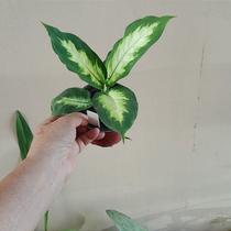 Comigo-ninguém-pode (dieffenbachia camila) Comigo-ninguém-pode (dieffenbachia camila)