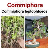 Commiphora leptophloeos (Imburana de Espinho) - Planta