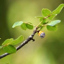 Commiphora leptophloeos (Imburana de Espinho) - Sementes