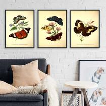 Composição 3 Quadros Borboletas Vintage 33x24cm - com vidro