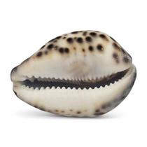 Concha de Tigre Cypraea Natural Búzios 7 cm Unidade Concha de Tigre Cypraea Natural Búzios 7 cm Unidade