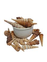 Concha natural espiral ikoto Concha natural espiral ikoto