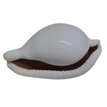 Concha Ovula Búzios Age Branca Natural para Decoração e Artesanato - Unidade Concha Ovula Búzios Age Branca Natural para Decoração e Artesanato - Unidade