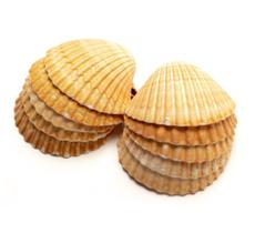 Concha shell KIT 7 unidades umbanda e Candomblé