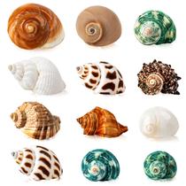 Conchas de caranguejo eremita WedoSoy 12 unidades de concha marinha natural 4-8 cm