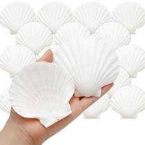 Conchas de Vieira Naturais Denking 20 Unidades 9-10 cm Brancas Conchas de Vieira Naturais Denking 20 Unidades 9-10 cm Brancas