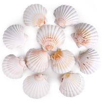 Conchas de vieira PPCLION Natural White 10-11,5 cm 8 peças