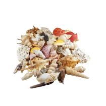 Conchas Mar Mix Naturais 400 gramas aprox Aquário Espelho Conchas Mar Mix Naturais 400 gramas aprox Aquário Espelho