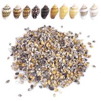 Conchas marinhas em espiral natural PPCLION 5000 PCS para artesanato