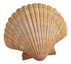 Conchas naturais (casquinha de siri) pct 10 und