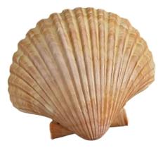 Conchas Naturais (Casquinha de Siri) Pct Com 10 Unidades