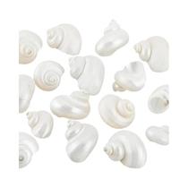 Conchas Naturais Em Espiral 16 Peças 0.8-1.1 Polegadas Conchas Turbo Não Perfuradas Para Kits De