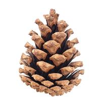 Cones de pinho Billy Buckskin 20 artesanatos naturais grandes de 8 a 10 cm