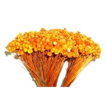 Congonha Desidratada Natural para Decoração e Arranjos Artesanais Congonha Desidratada Natural para Decoração e Arranjos Artesanais