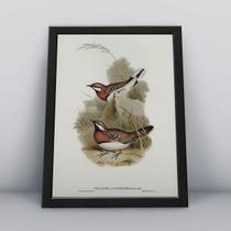 Conjunto 3 Quadros Passarinhos Animais Molduras 30x40cm