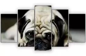 Conjunto 5 Quadros Cachorro Pug Fofo" Conjunto 5 Quadros Cachorro Pug Fofo"