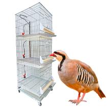 Conjunto com 3 gaiolas para perdiz chukar chucar Conjunto com 3 gaiolas para perdiz chukar chucar