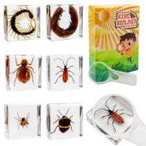 Conjunto de amostras de insetos EJLIFEBOX Bugs Collection para crianças 3-8-12 Conjunto de amostras de insetos EJLIFEBOX Bugs Collection para crianças 3-8-12