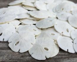 Conjunto de arte e ornamento de parede Sand Dollar, pacote com 50 dólares reais de areia Conjunto de arte e ornamento de parede Sand Dollar, pacote com 50 dólares reais de areia