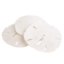 Conjunto de arte e ornamentos de parede Sand Dollar Real Sand Dollars Conjunto de arte e ornamentos de parede Sand Dollar Real Sand Dollars