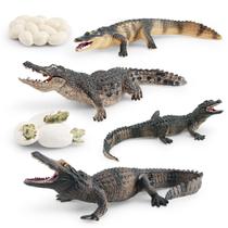 Conjunto de bonecos com ciclo de vida realista de crocodilo, 8 unidades para crianças Conjunto de bonecos com ciclo de vida realista de crocodilo, 8 unidades para crianças
