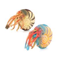 Conjunto de bonecos Realistic Nautilus PVC Ocean Creature Kids Toy