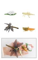 Conjunto de brinquedos modelo Dragonfly com estatuetas em miniatura para crianças e colecionadores Conjunto de brinquedos modelo Dragonfly com estatuetas em miniatura para crianças e colecionadores