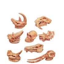 Conjunto de estatuetas de crânio de mamífero pré-histórico, 8 peças para crianças e colecionadores