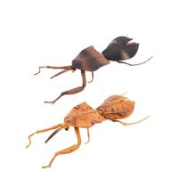 Conjunto de estatuetas Realistic Stick Insect PVC Leaf Mantis x2 Kids