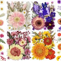 Conjunto de flores secas prensadas MIKIYA 98 unidades para artesanato DIY
