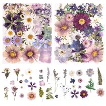 Conjunto de flores secas prensadas Nisetten, 80 unidades com pinça, faça você mesmo Conjunto de flores secas prensadas Nisetten, 80 unidades com pinça, faça você mesmo