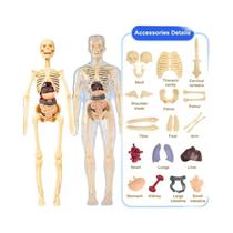 Conjunto De Modelo De Anatomia Do Esqueleto Humano 3D Para Crianças, Simulação Removível, Conjunto De Modelo De Anatomia Do Esqueleto Humano 3D Para Crianças, Simulação Removível,