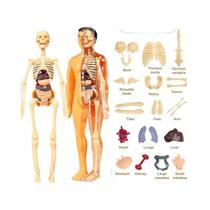 Conjunto De Modelo De Anatomia Do Esqueleto Humano 3D Para Crianças, Simulação Removível,