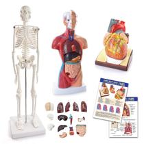 Conjunto de Modelos de Anatomia HADWYN Corpo Humano Coração Esqueleto Conjunto de Modelos de Anatomia HADWYN Corpo Humano Coração Esqueleto