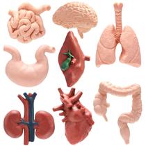 Conjunto de Modelos de Órgãos Humanos VICROIC 8 Peças em PVC Kit de Anatomia Conjunto de Modelos de Órgãos Humanos VICROIC 8 Peças em PVC Kit de Anatomia