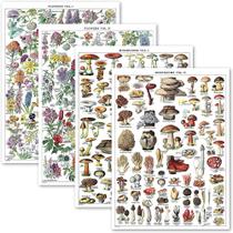 Conjunto de pintura de pôster Vintage Botanical Flower Mushroom 40x60cm Conjunto de pintura de pôster Vintage Botanical Flower Mushroom 40x60cm