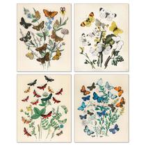 Conjunto de pintura de pôster Vintage Butterfly 40x60cm Pano x4 Conjunto de pintura de pôster Vintage Butterfly 40x60cm Pano x4
