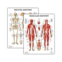 Conjunto de pôsteres Anatomy Lab Muscular and Skeletal Anatomy, pacote com 2