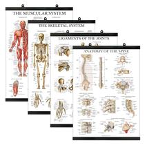 Conjunto de pôsteres Palace Learning Anatomical Muscular Skeletal