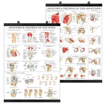 Conjunto de pôsteres Palace Learning Anatomy and Lesons Joelho e Ombro
