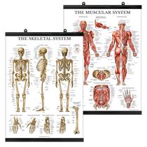 Conjunto de pôsteres Palace Learning Muscular & Skeletal System Anatomy