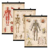 Conjunto de pôsteres Palace Learning Vintage Muscle Skeleton Nervous