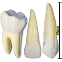 Conjunto Macro Modelo Dentões