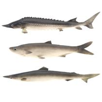 Conjunto Modelo de Juguetes de Comida Colgantes de Criaturas Marinas Artificiales