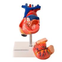Coração Em Tamanho Natural 2 Partes - Anatomic Tgd-0322