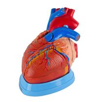 Coração Humano Ampliado 3X o Tamanho Natural 5 partes - ANATOMIC