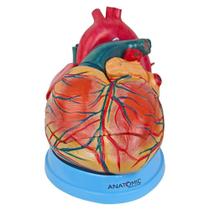 Coração Humano Ampliado 3x o Tamanho Natural em 3 partes